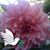 Gaela Iacovelli's profile image