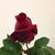 Lorlina Almazan's profile image