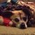 Cheryl Knowles-Harrigan's profile image