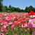 Deborah Riccio's profile image