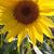 Tina Ann Graybill's profile image