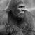 Gabe Heiß's profile image