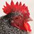 Lori Coats's profile image