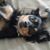 Tanathorn Israngkul's profile image