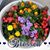 Rose Henkelman Huelskamp's profile image