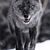 Micki Henderson-Carpenter's profile image