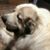 Sherrie Harris Holtkamp's profile image
