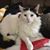 Christine Stewart Buco's profile image