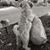 Michelle Silvernale Canepa's profile image