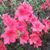Lisa Harmon Wood's profile image