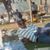 Lisa Marie-Luna Martinez's profile image
