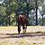 Kim Surles Pickles's profile image