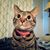 Chris Maginniss's profile image