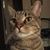 Jackiechan Cat's profile image