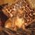 Lynette Galindo's profile image