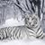 Kandice Bush's profile image