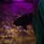 Sam Kleefisch's profile image