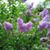Annita Authement's profile image