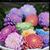 Lynette Spah Hanson's profile image