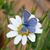 Sheryl Manges's profile image