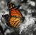 Irma Rojas's profile image