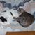 Maureen Black's profile image