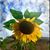 Caperton Ballard's profile image