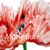 Lauren Tracey's profile image