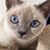 Bonnie Brooks's profile image