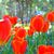 Susan Brown's profile image