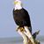 Keith Stancil's profile image