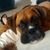 Olga Perez Cristales's profile image