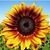 Jennifer DePalo Poulin's profile image