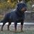 Antoinette Atterbury's profile image