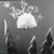 Sue Swanson Greco's profile image