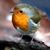 Robin Prussia Stark's profile image