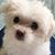 Haru Cha's profile image