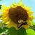 Sherry Johnson's profile image