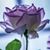 Angela Goss's profile image
