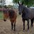 Barbara Brune's profile image