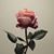Azucena Guajardo's profile image