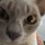 Xanthe Warde's profile image