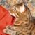 Cynthia Schultes's profile image