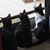 Michele Morgan's profile image