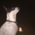 Jodi Cavanaugh's profile image