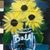 Kathy Malone Haines's profile image