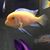Al Merriam's profile image