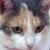 Chelsea Smith's profile image