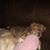 Lynne A Guartafierro's profile image