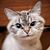 Wendy NiHuiginn's profile image